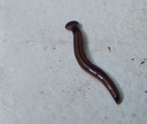 image of parasitic_flatworms #26