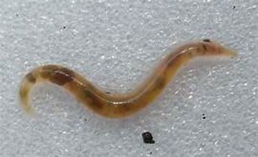 image of parasitic_flatworms #28