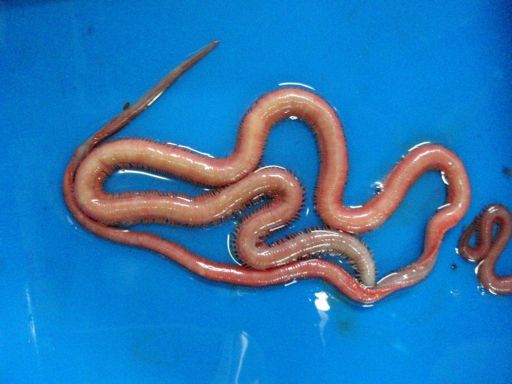 image of parasitic_flatworms #29