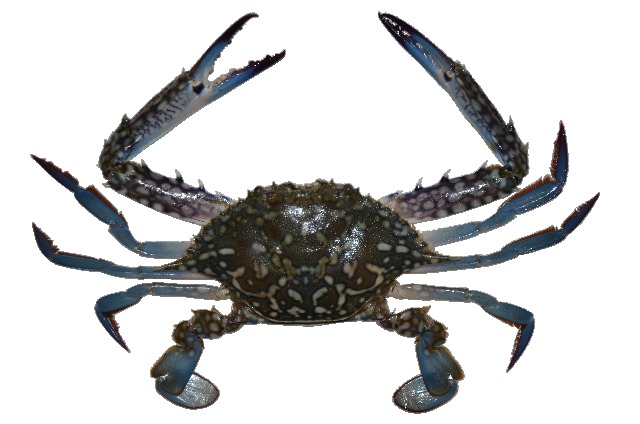 image of crabs_species_dataset #0