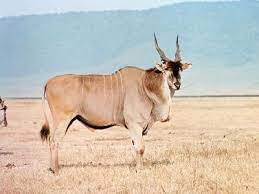image of eland_animal #0