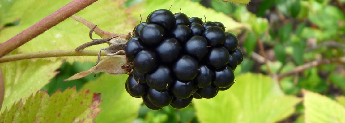 image of blackberry #23