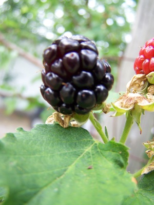 image of blackberry #26