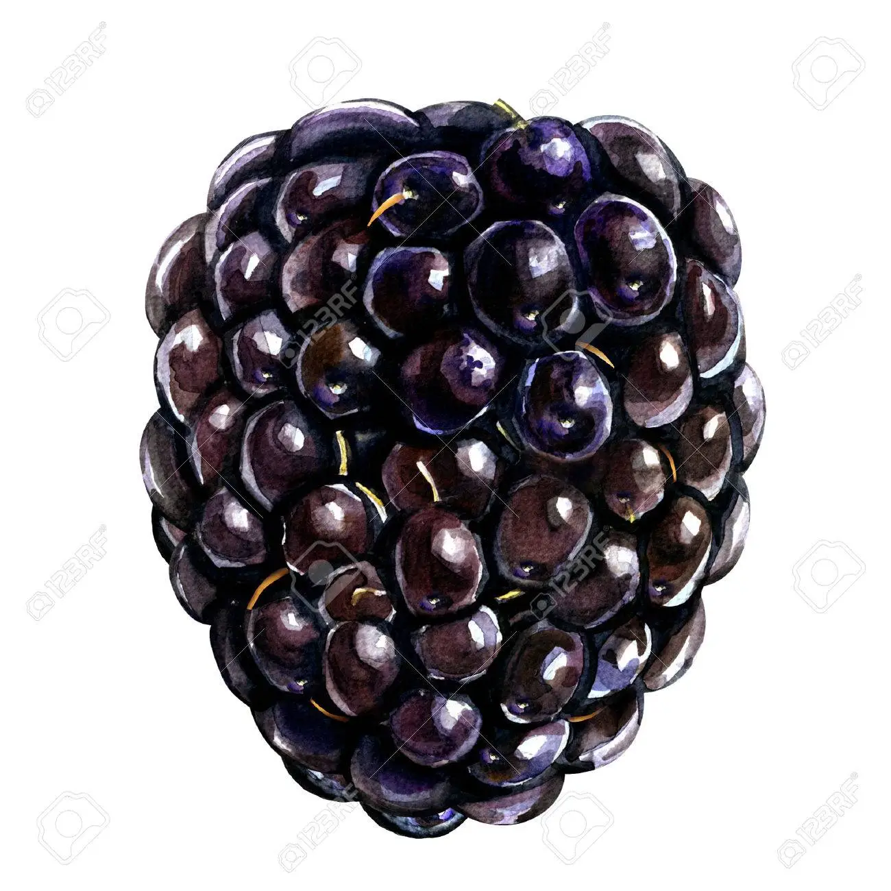 image of blackberry #1