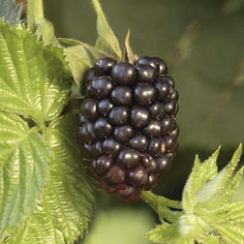 image of blackberry #12