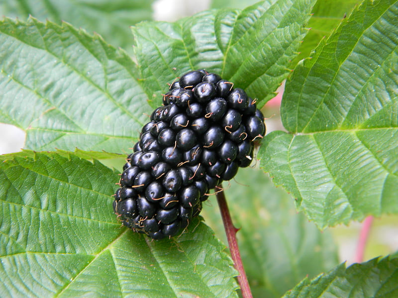 image of blackberry #19