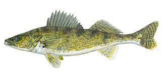 image of Walleye