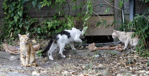 image of cats_and_feral_cats #0