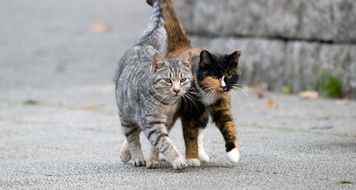 image of cats_and_feral_cats #5