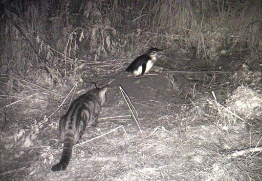 image of cats_and_feral_cats #8