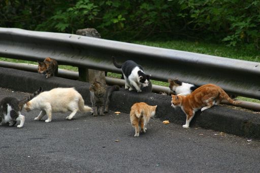 image of cats_and_feral_cats #13