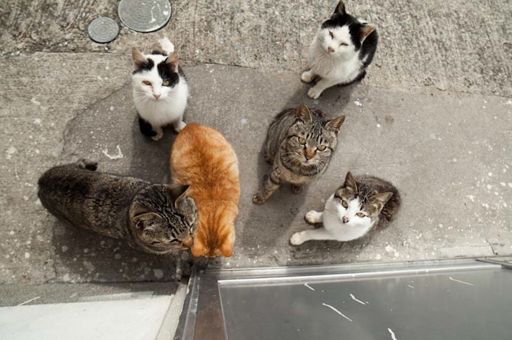 image of cats_and_feral_cats #16