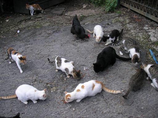 image of cats_and_feral_cats #23