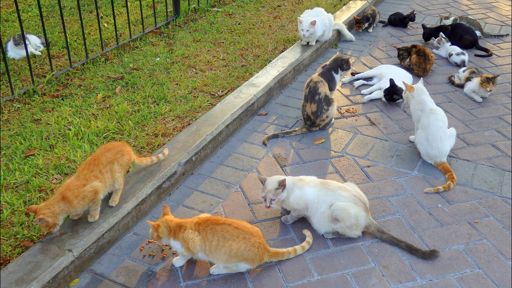 image of cats_and_feral_cats #27