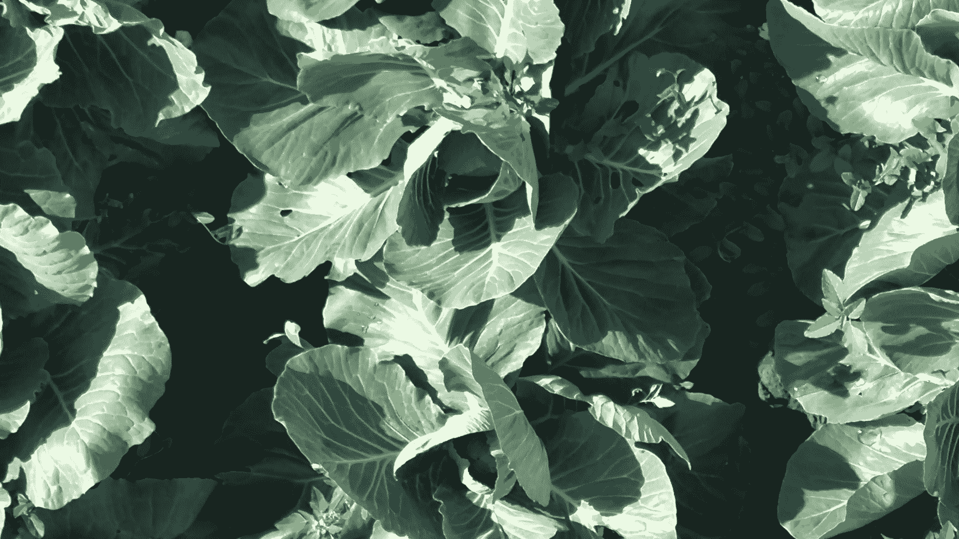 image of damage_to_cabbage_leaves #0