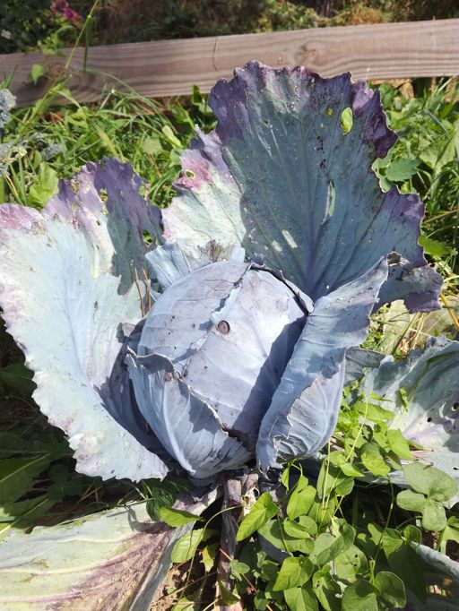 image of damage_to_cabbage_leaves #0