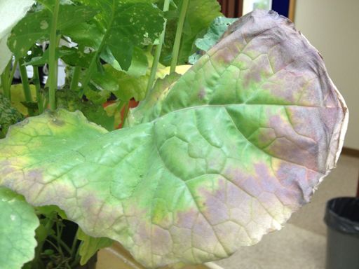 image of damage_to_cabbage_leaves #3