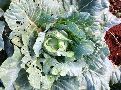 image of damage_to_cabbage_leaves #4