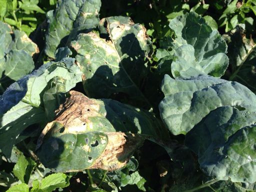 image of damage_to_cabbage_leaves #6