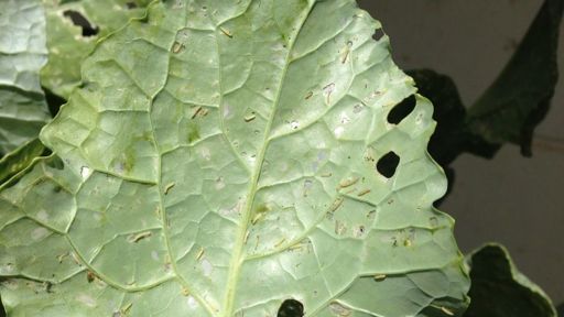 image of damage_to_cabbage_leaves #7