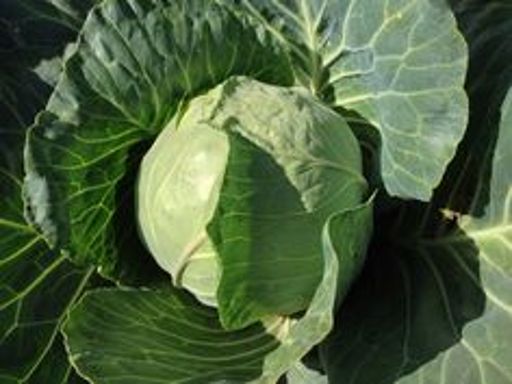 image of damage_to_cabbage_leaves #8