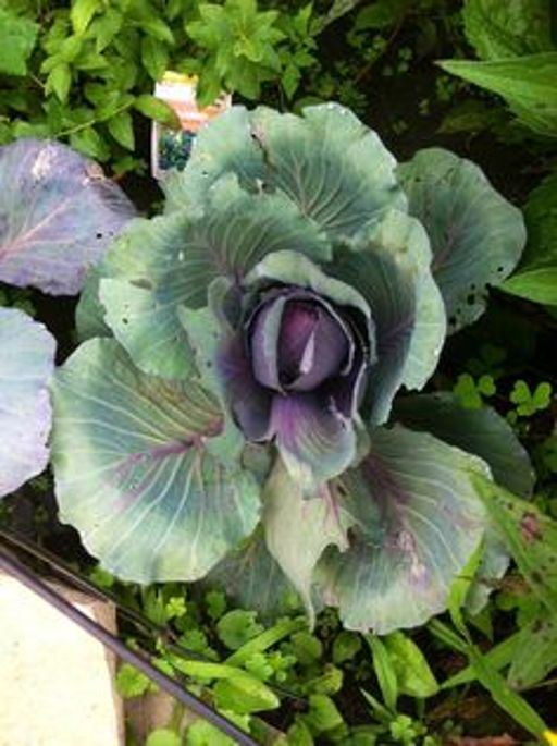 image of damage_to_cabbage_leaves #9