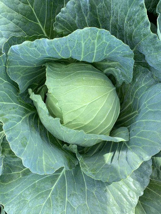 image of damage_to_cabbage_leaves #11