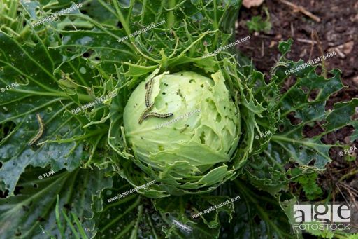 image of damage_to_cabbage_leaves #13