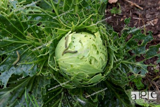 image of damage_to_cabbage_leaves #13