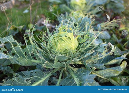 image of damage_to_cabbage_leaves #15