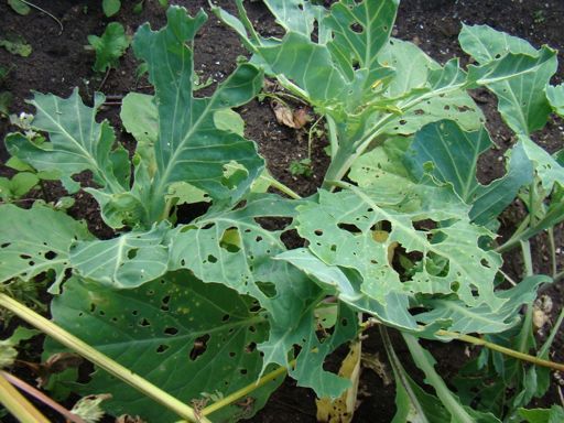 image of damage_to_cabbage_leaves #17