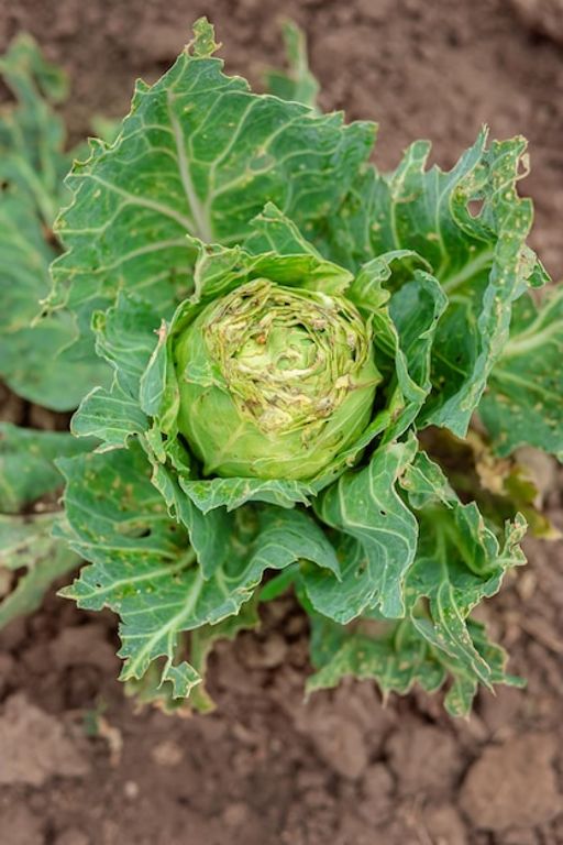 image of damage_to_cabbage_leaves #18