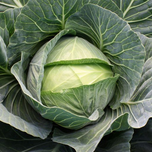 image of damage_to_cabbage_leaves #20