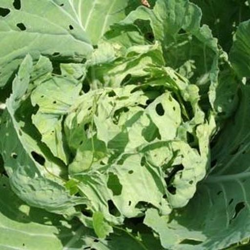 image of damage_to_cabbage_leaves #21