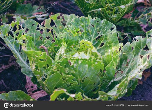 image of damage_to_cabbage_leaves #22