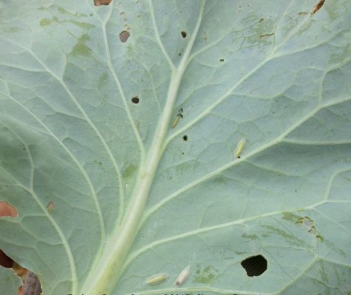 image of damage_to_cabbage_leaves #23