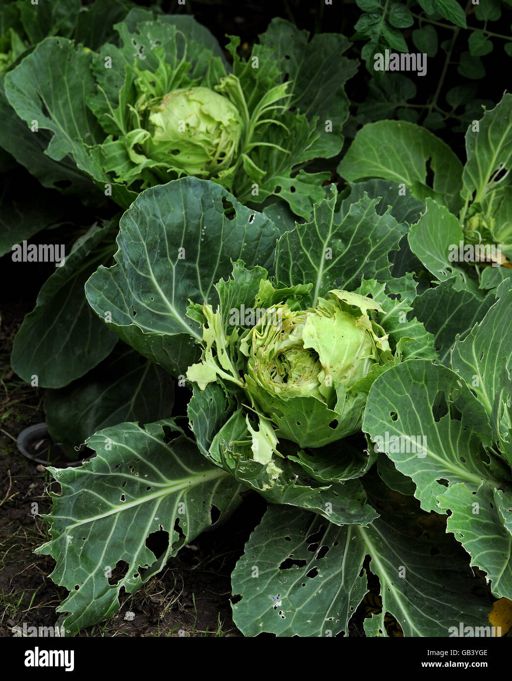 image of damage_to_cabbage_leaves #24