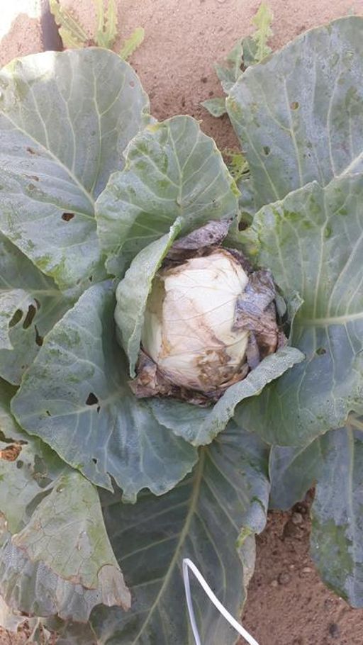 image of damage_to_cabbage_leaves #25