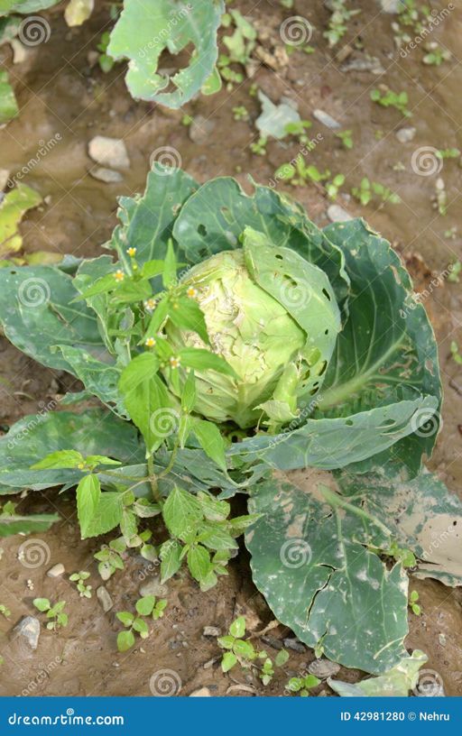 image of damage_to_cabbage_leaves #27