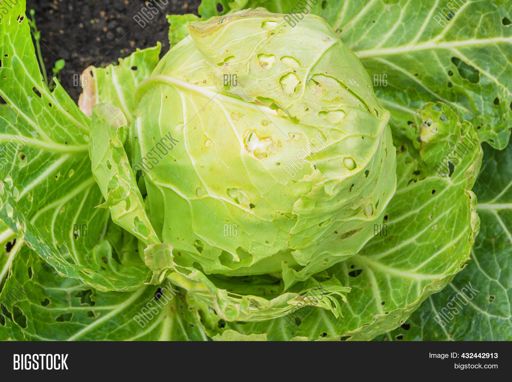 image of damage_to_cabbage_leaves #28