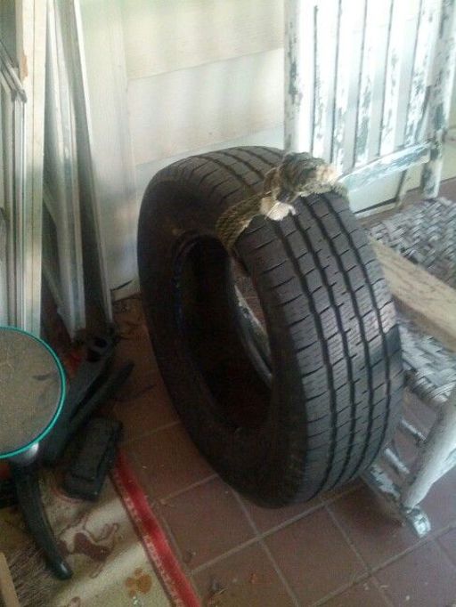 image of only_tyres_not_rim #13