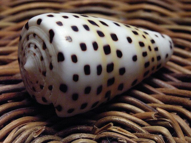 image of cone_snail #0