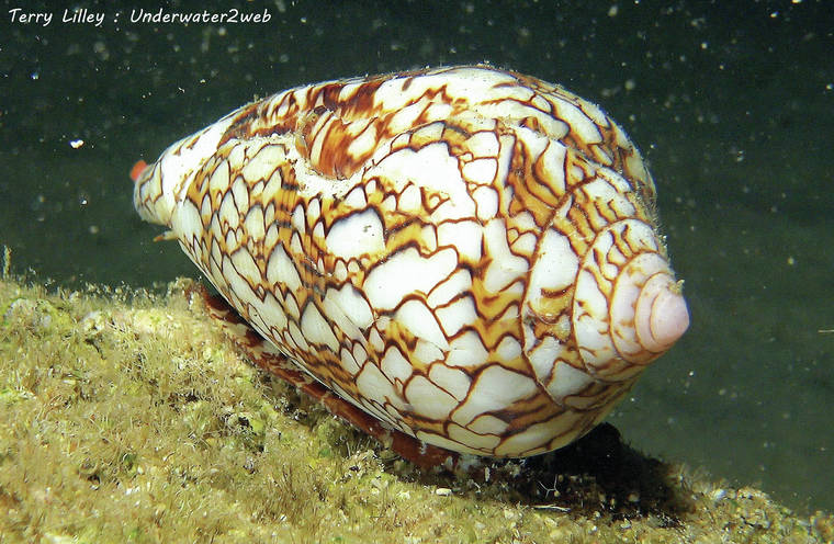 image of cone_snail #2