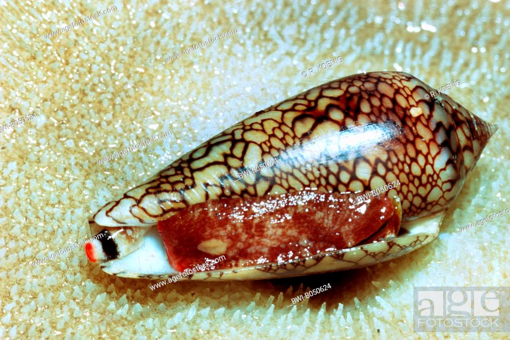 image of cone_snail #3