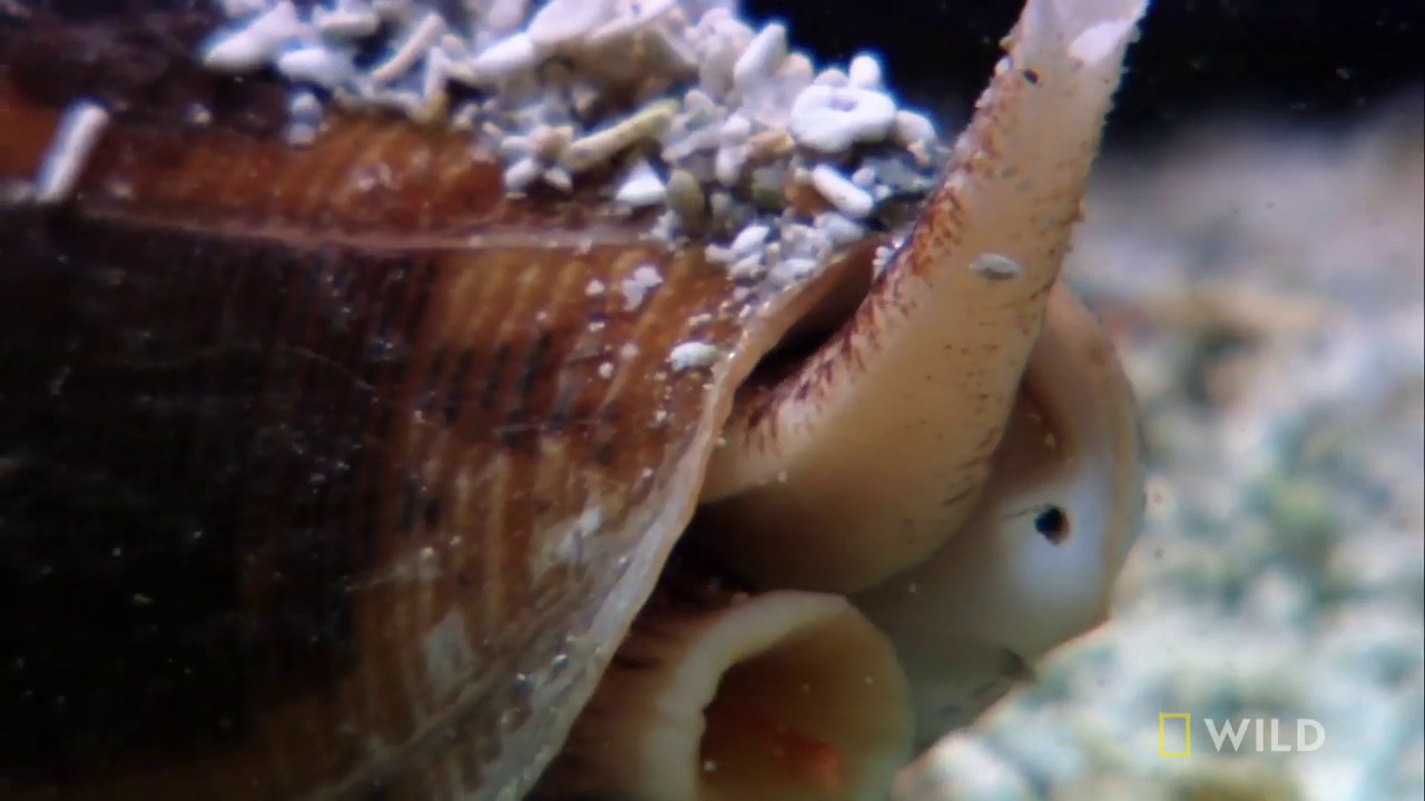 image of cone_snail #23