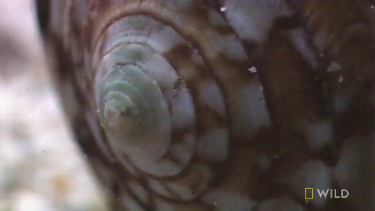 image of cone_snail #25