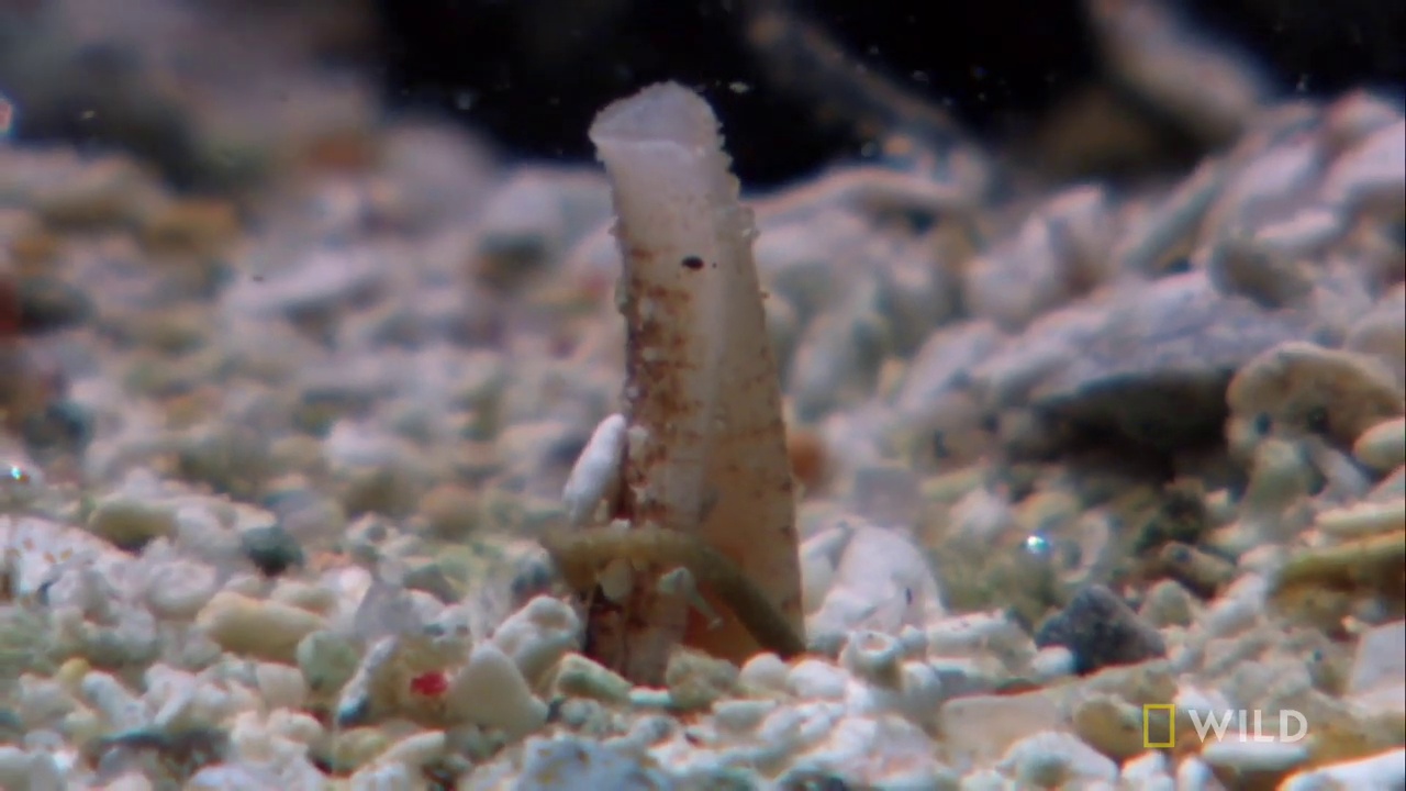 image of cone_snail #27