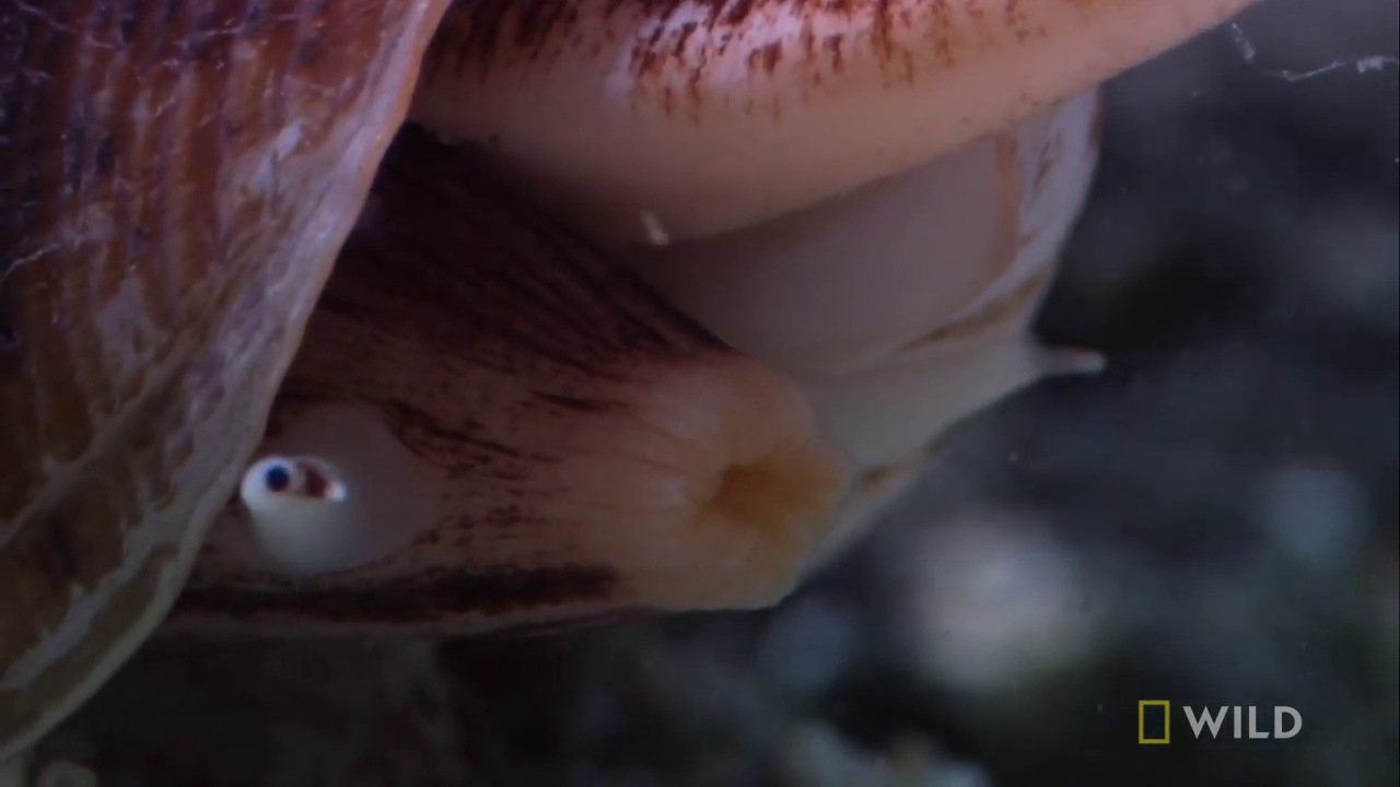 image of cone_snail #28