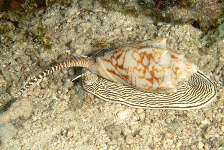 image of cone_snail #11