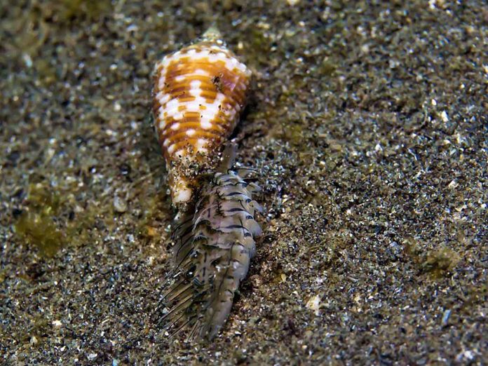 image of cone_snail #13